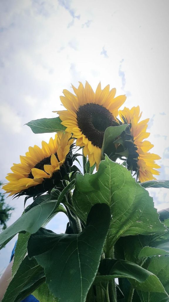 Sonnenblumen am Wagen des Zenngrundorchesters bei der Kärwa Veitsbronn 2023.